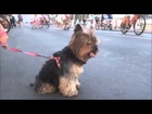 Yorkshire Terrier, CUTE Yorkshire Terrier, YORKIE, FUNNY DOG VIDEOS, FUNNY VIDEOS, FUNNY ANIMALS VID