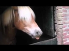 Fart Noises Are Funny, But When a Horse Does It, It’s Awesome!