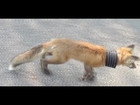 Fox Rescue: Culvert around neck and mange