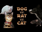 Dog vs. Rat vs. Cat: A Trick Contest