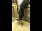 The cutest dog with horse video ever!!