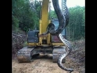 Cobra de 10 metros encontrada no Pará - Anaconda - Giant snake found in Brazil
