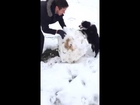 Dog helps her owner build a snowman