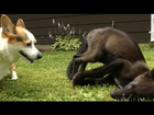 Adorably Confused Corgi Meets A Wolf Cub ~ Spinning ~