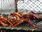 Alaskan King Crab Fishing - The Profit and Sorrow