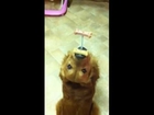 Dog balancing treat on Straw, Jenga Dog