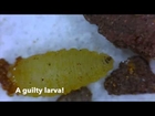 Cacoxenus indagator, a cleptoparasite of red mason bees video by Nurturing Nature