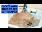 9 Funny Cats With Mental Disorders