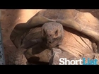 Tortoise impersonating Owen Wilson - WOW!