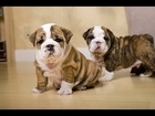 Dog Training Tips : How to Stop Bulldog Puppy From Biting