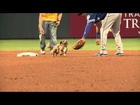 EP Chihuahuas Weiner Dog Race