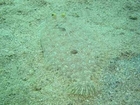Sole Flat Fish of the Red Sea