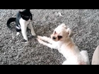 Kitten Attacks Small Dog