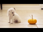 Itty Bitty Rescued Puppies Have First Halloween