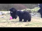 Bears vs Balloon - The Translation