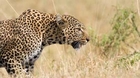 Leopard BATTLE FOR SURVIVE - Lions fighting to death