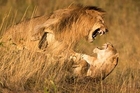 LIONS FIGHTING TO DEATH - BRUTAL KILLERS - NO MERCY