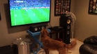 Dog Really Likes To Watch World Cup