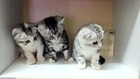 Adorable Kittens Moving Their Heads In Sync