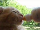 Abandoned Kitten Enjoys His Meal With Gusto