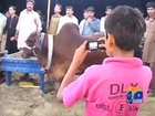 Faisalabad Cattle Market-05 Oct 2014