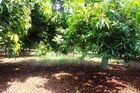 SVN Estate: Most Beautiful Mango Farm In India