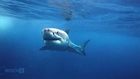 Shark Bites Man Near Southern California Beach