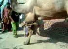ansari camel qurbani ayf2