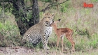 Leopard 'Befriends' Impala: Unusual Predator - Prey Interaction Caught On Camera