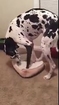 Great Dane trying to squeeze into a really small dog bed is a triumph of will over improbability