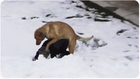 Pup Humps Snowboarders | Dog In Heat