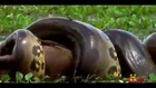 Man Eating Anacondas - Documentary