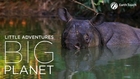 Extraordinary journey to photograph the rarest rhino on Earth