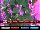 `Jala Krushi`: Hydroponics Cultivation of Vegetables in Karnataka