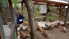 Zao Kitsune Mura:  le village des renards
