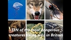 10 of the most dangerous animals living wild in Britain