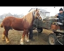 Cai De Vanzare  ARAD 2012 ( Horses For Sale )