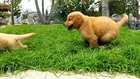 Puppy Love - Golden Retriever Puppies