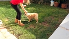 Golden Retriever Puppy Fail!