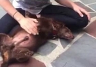 Dog Loves Belly Rubs but Doesn't Stay Very Loyal