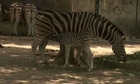 Zebra's new born baby in Lahore Zoo