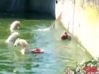 Polar Bear Attacking Woman in Pool