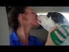My Top American Breed Pet Dog Kissing My Lover
