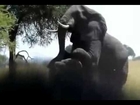 Big Elephant Mating Fail and Big Male Elephant Mating  Animal Love