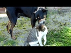 Stray Kitten is Found on Road and Saved by Dogs - Most Unexpected Cat & Dog Friendship